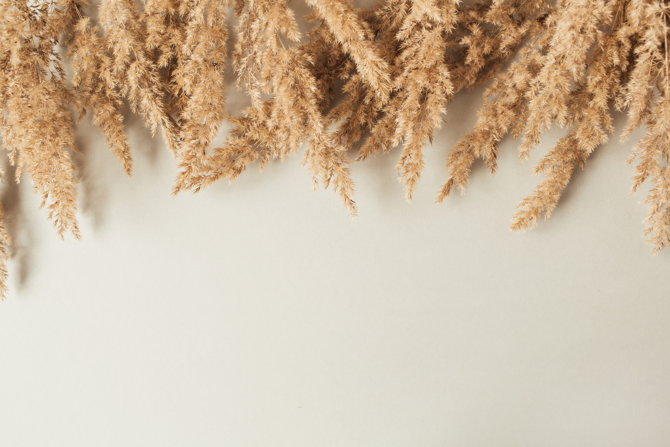 Pampas Grass Top Border 